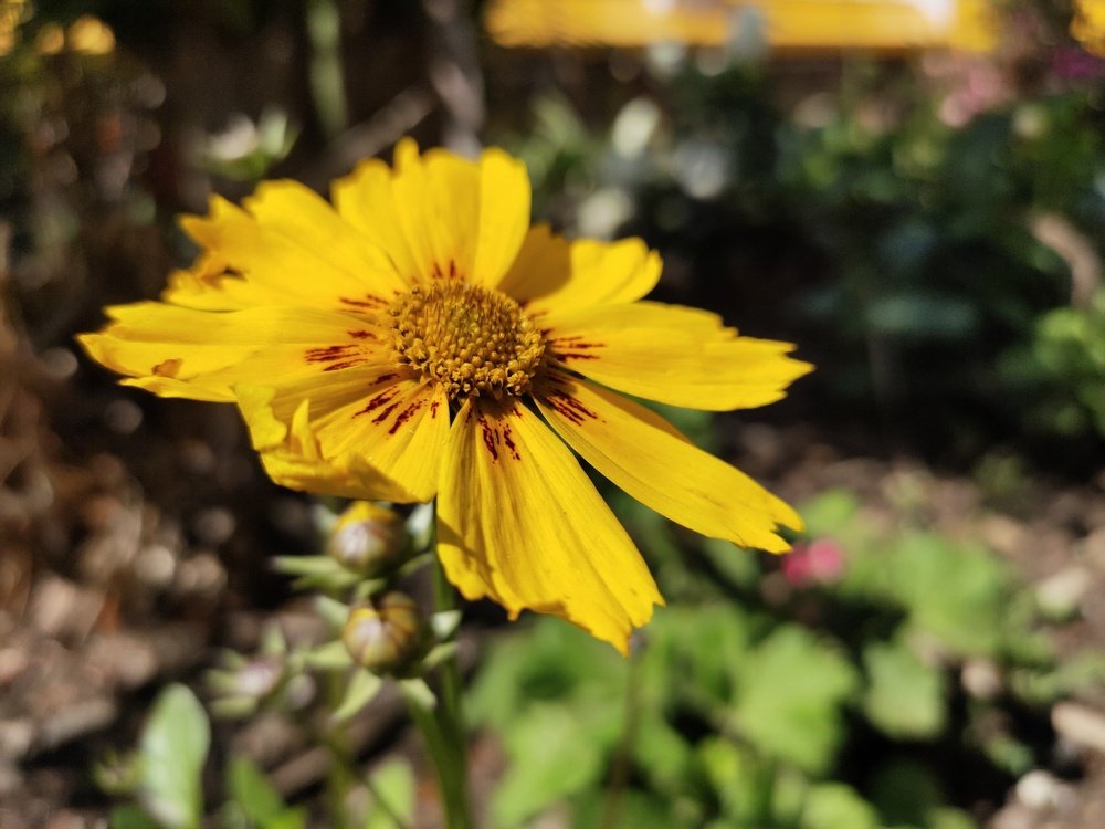 The Yellow Flower