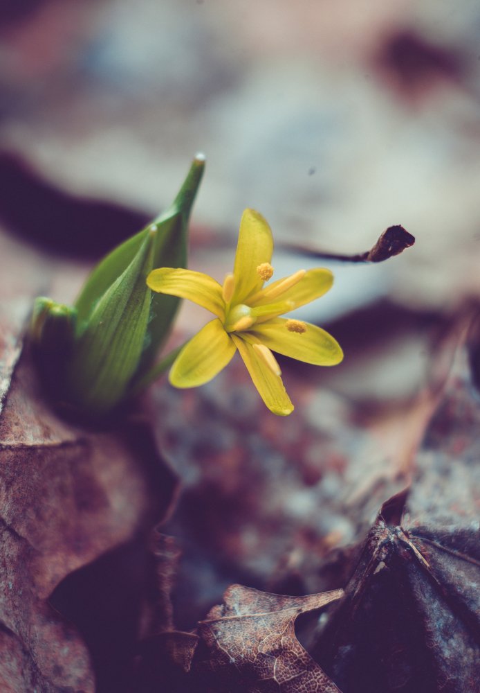 золото дракона