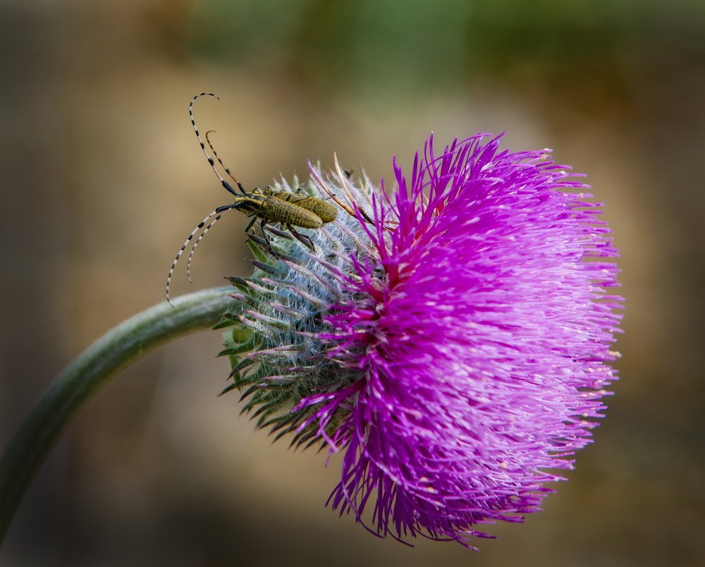 Photograph by петр чиков