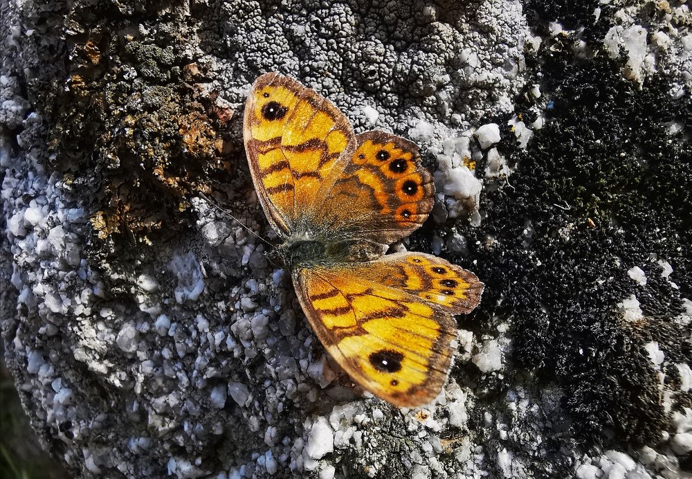 Photograph by Dara Koleva