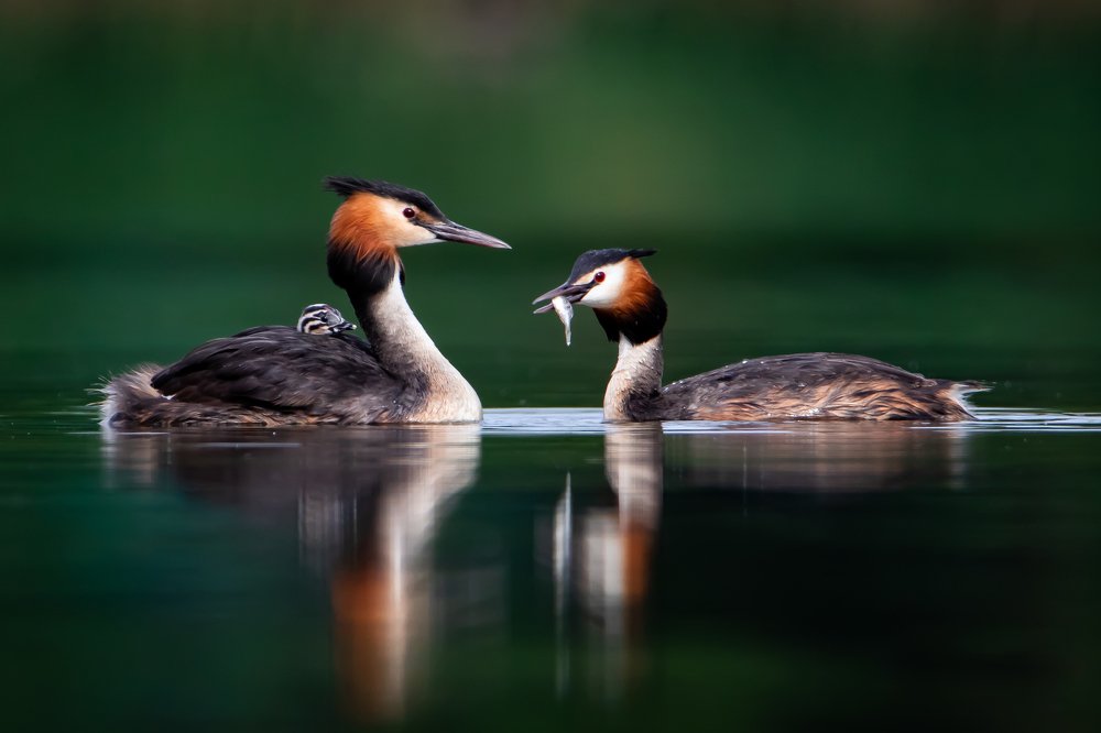 Завтрак для любимых :)