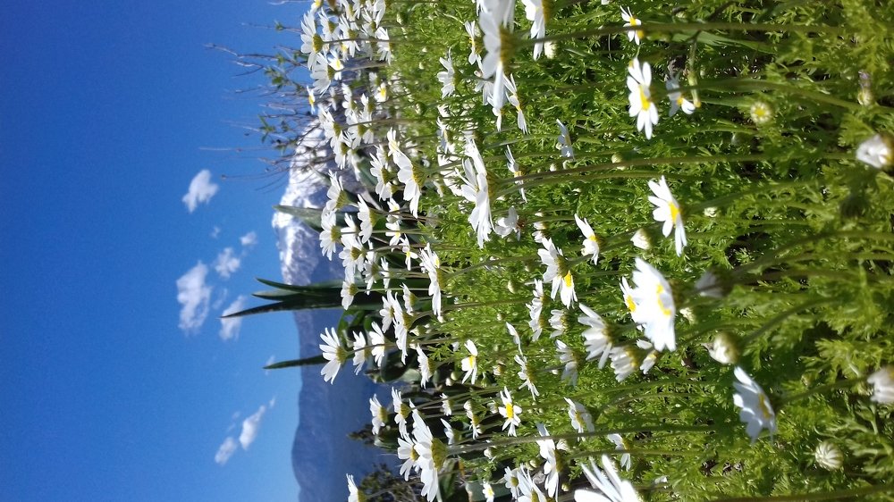 Photo #4622701