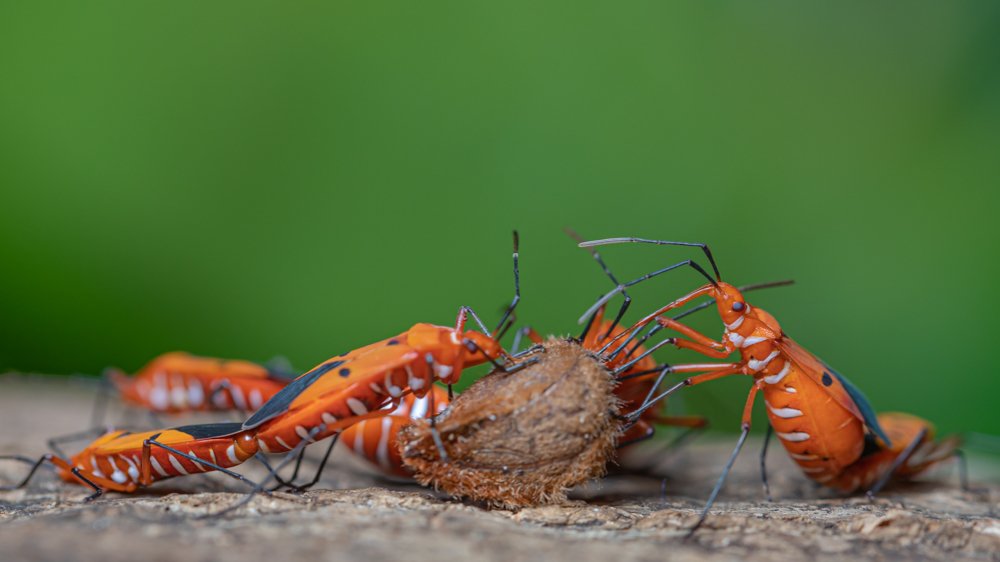 Photograph by Rahal Fernando