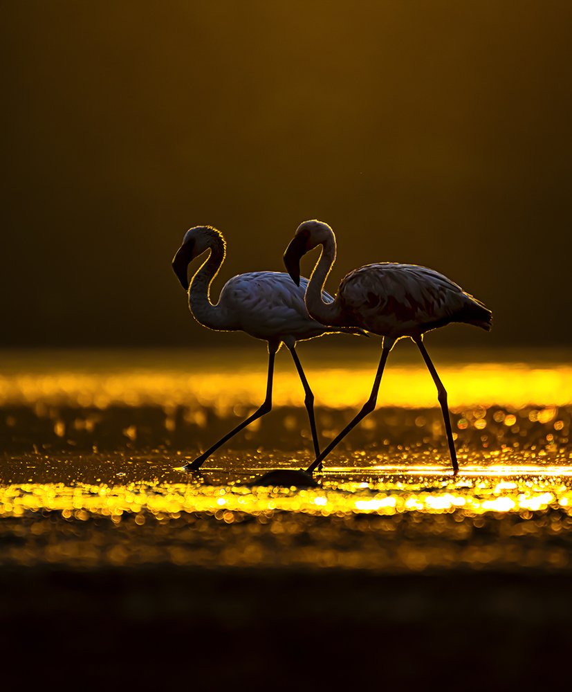 The Effect of Rim Light