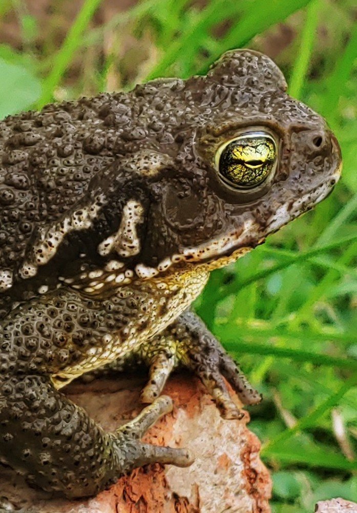 Nueva y colorida amistad