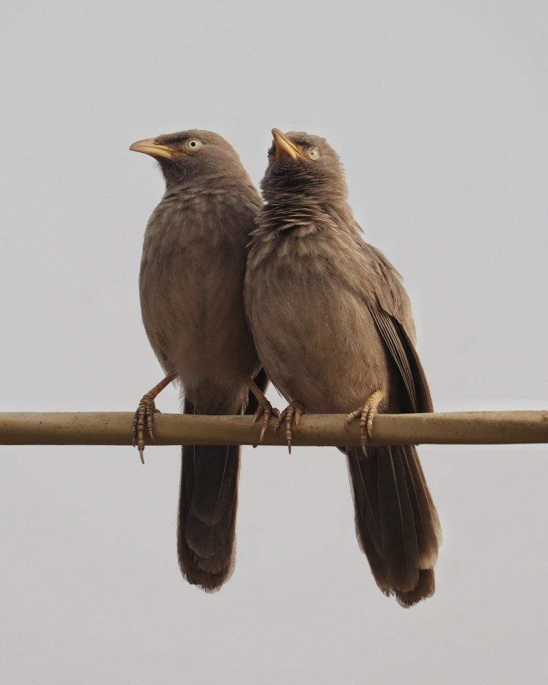 Jungle babbler