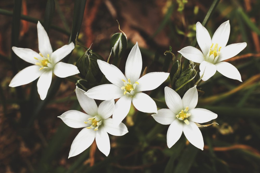 Гусиный лук