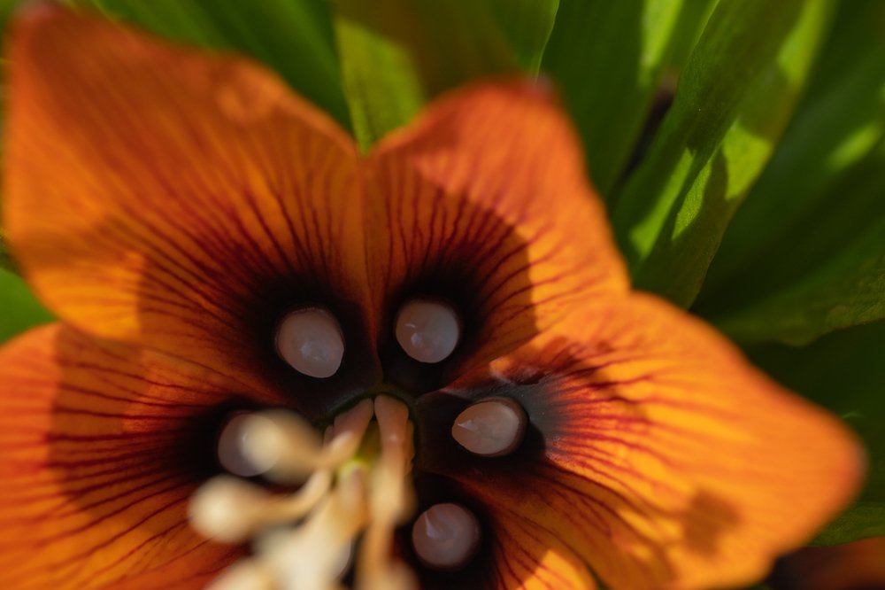 Photograph by Ирина Куриленко