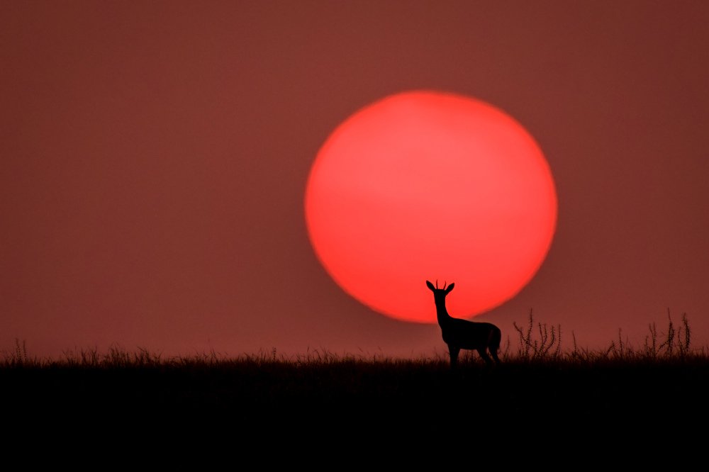 There Can Be Only One !