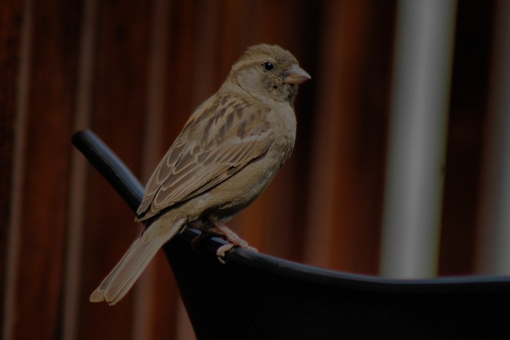 Photograph by Francisco Ferreira