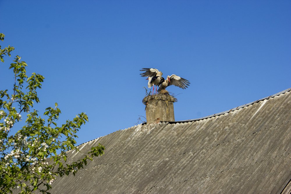 Аисты на крыше