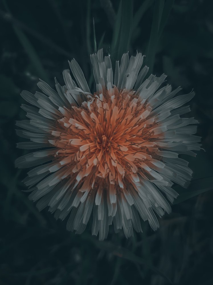 Photograph by Лика