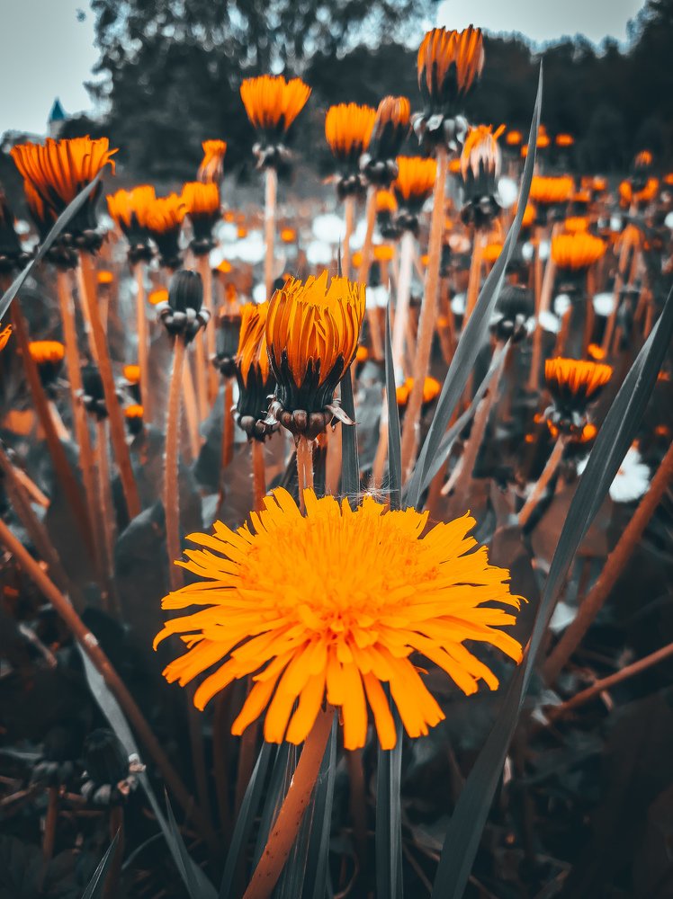 Photograph by Лика