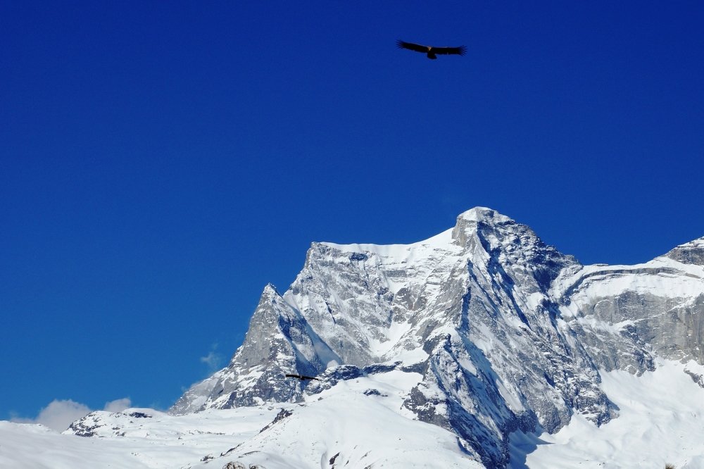 Свобода полета