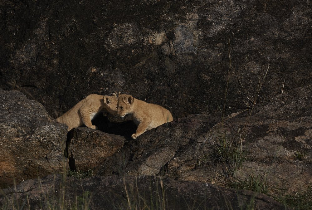 Photograph by Suresh Kumar Ramachandran