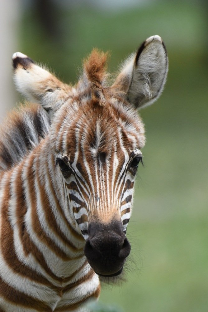 Photograph by Federico Genovese