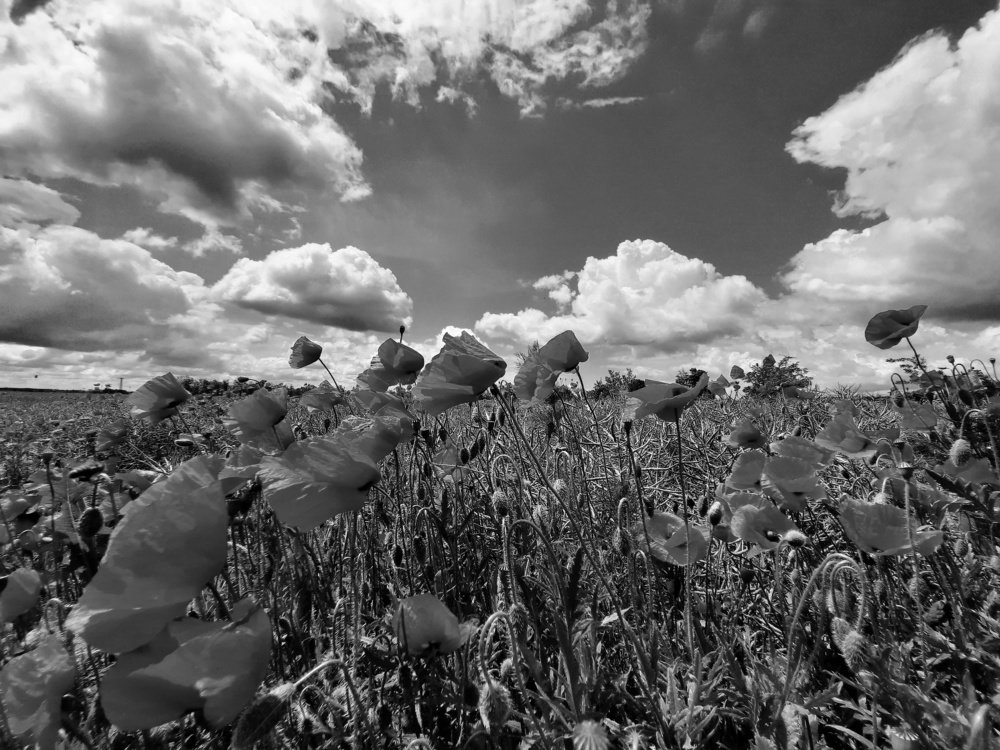 Photograph by Nikolett Zimmerer