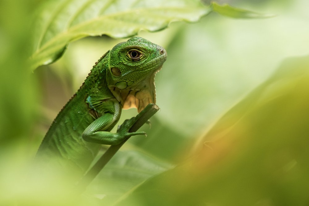 Green Iguana - Costa Rica