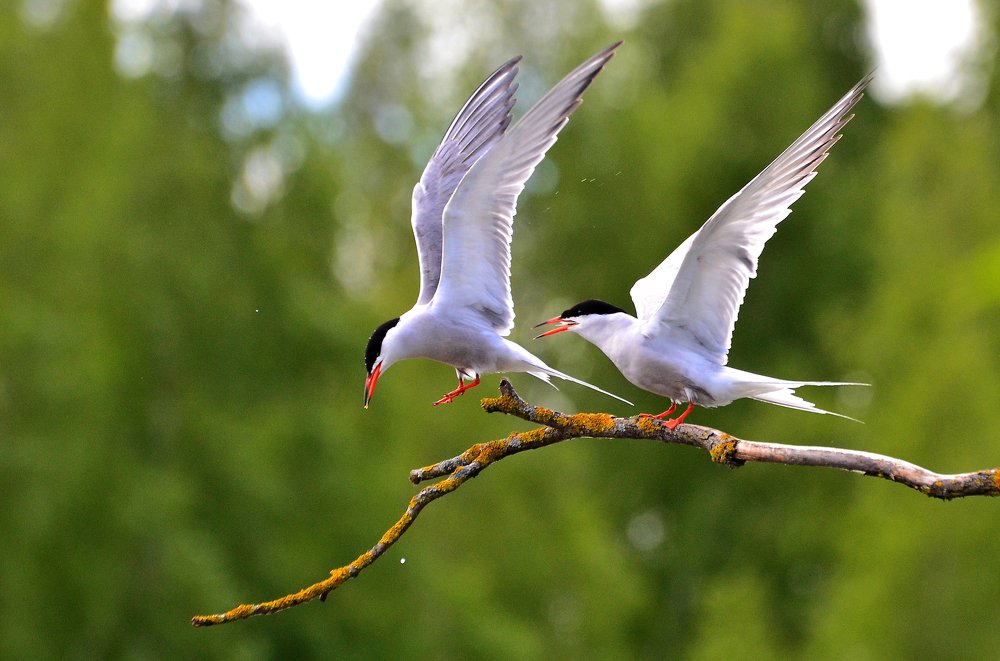 Фотография автора Антип