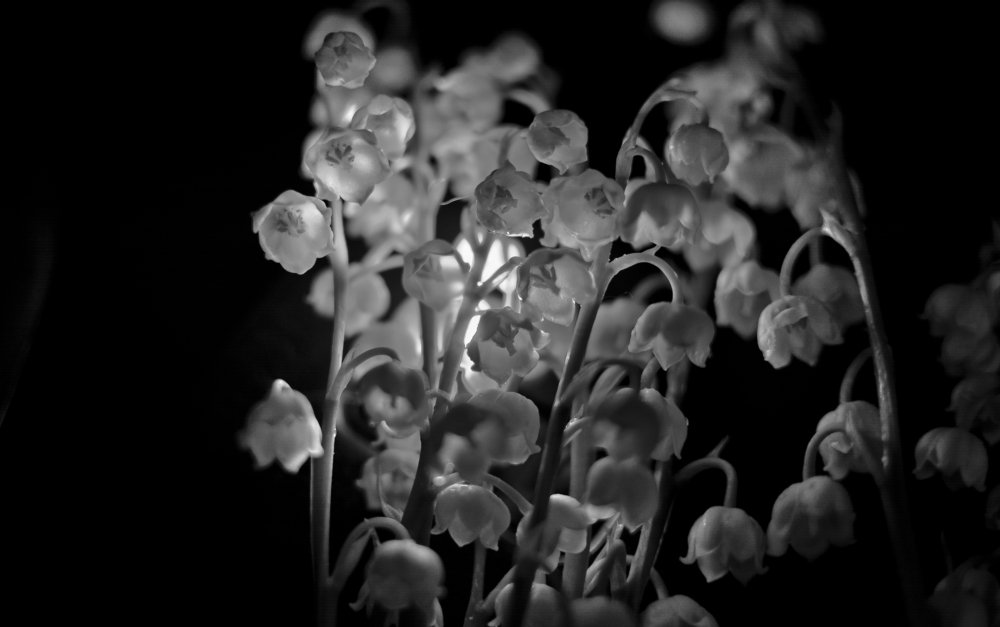 Photograph by Дмитрий Жижин