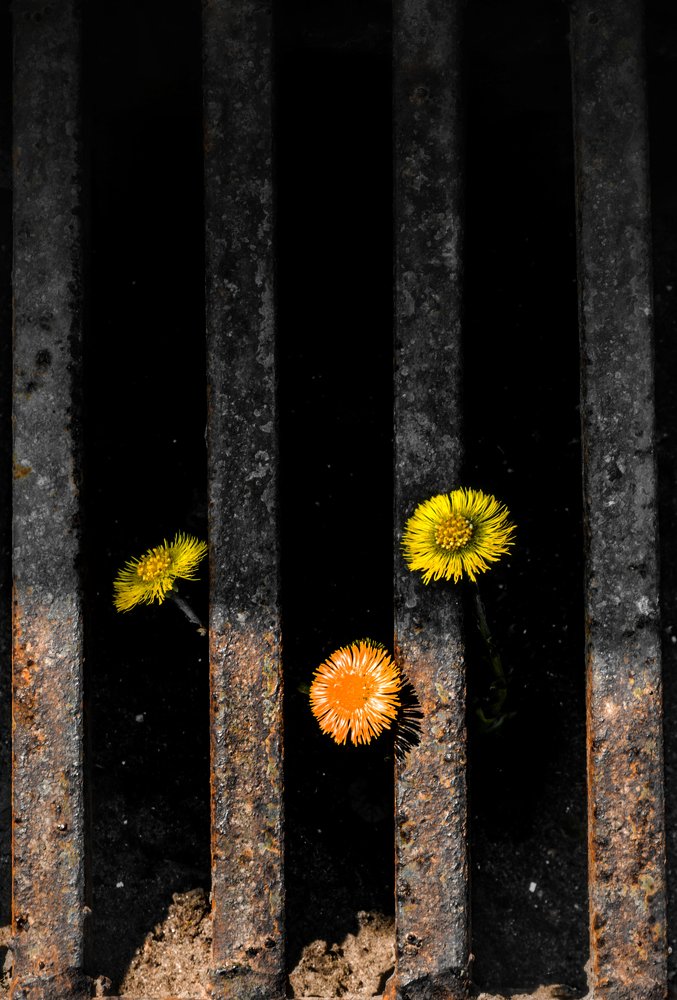 Dandelions jail