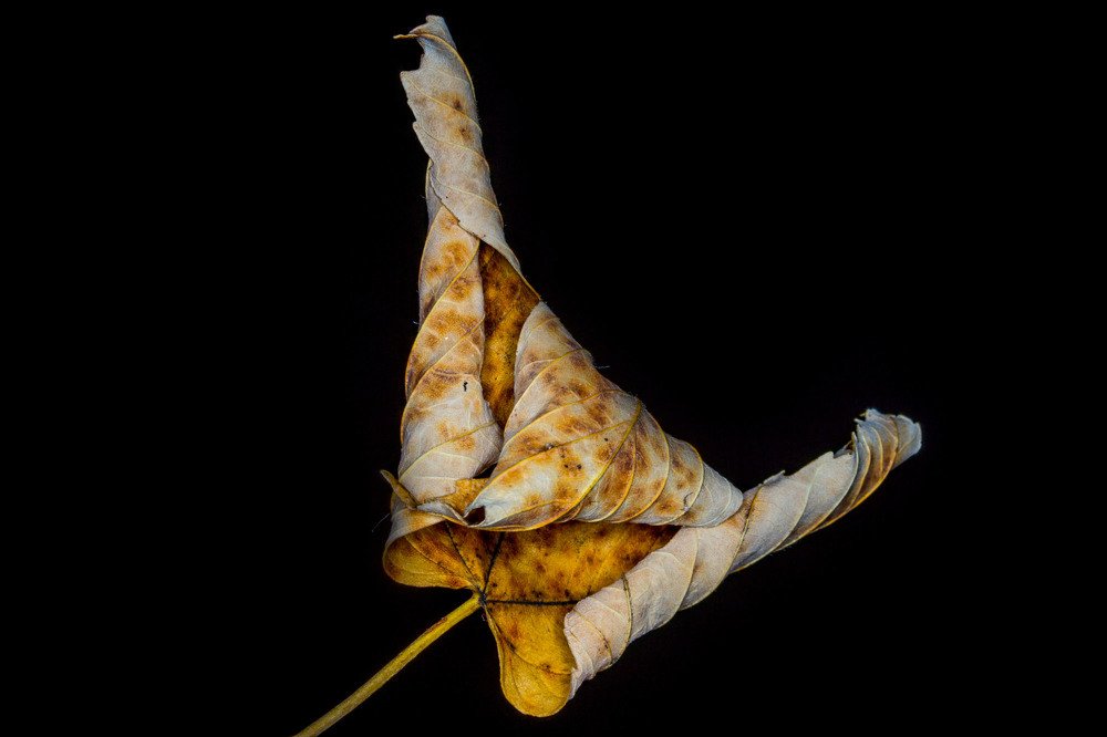 The secret death of plants.