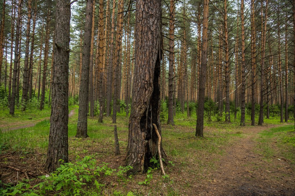Photograph by Елена Куликова