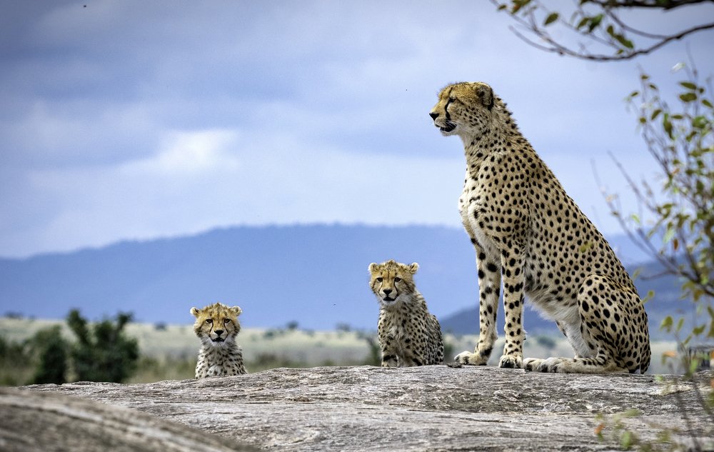 CHEETAH MUM & 2 CUBS