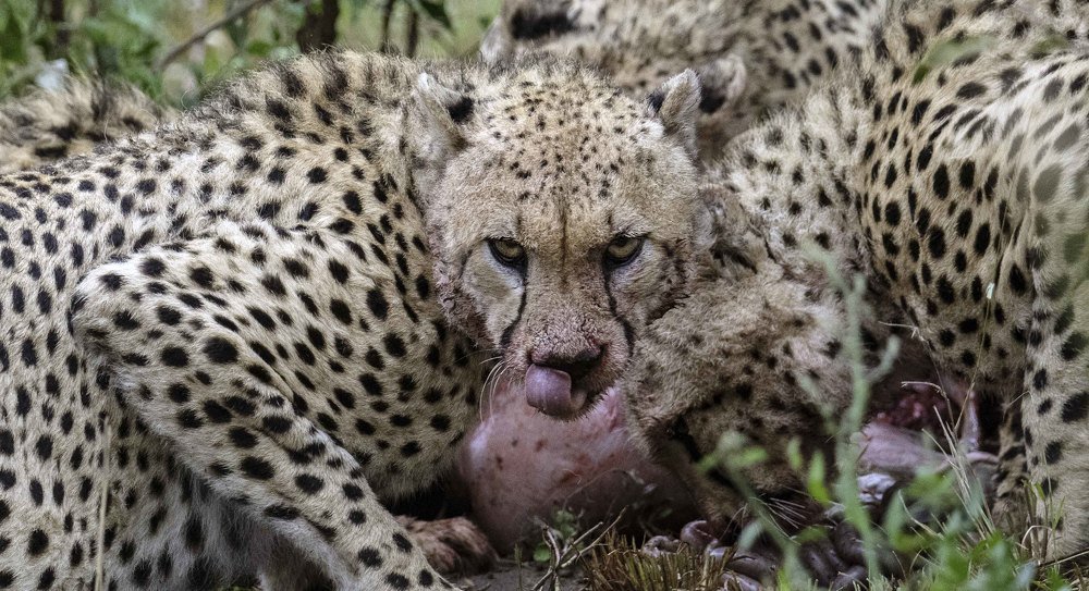 Don't try to come close, you man with a cam.