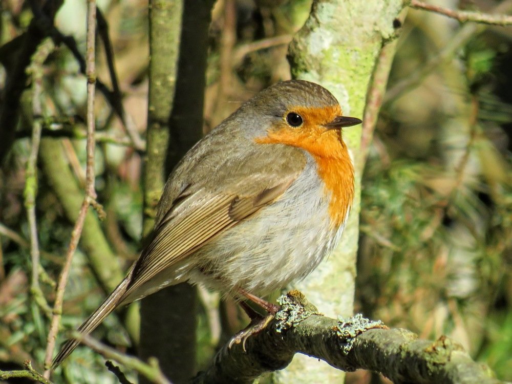 Erithacus rubecula