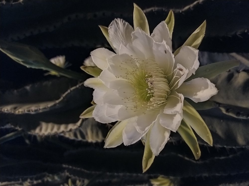 Photograph by Janine Rodríguez