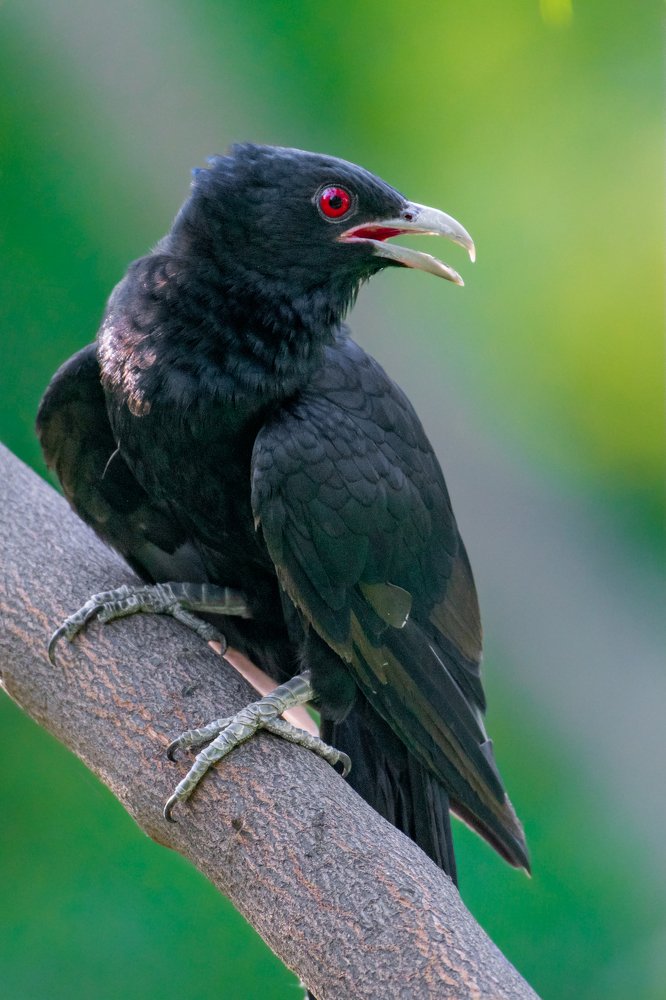 Photograph by Aman Sharma