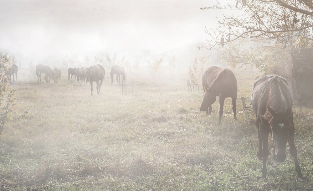 Утро в деревне