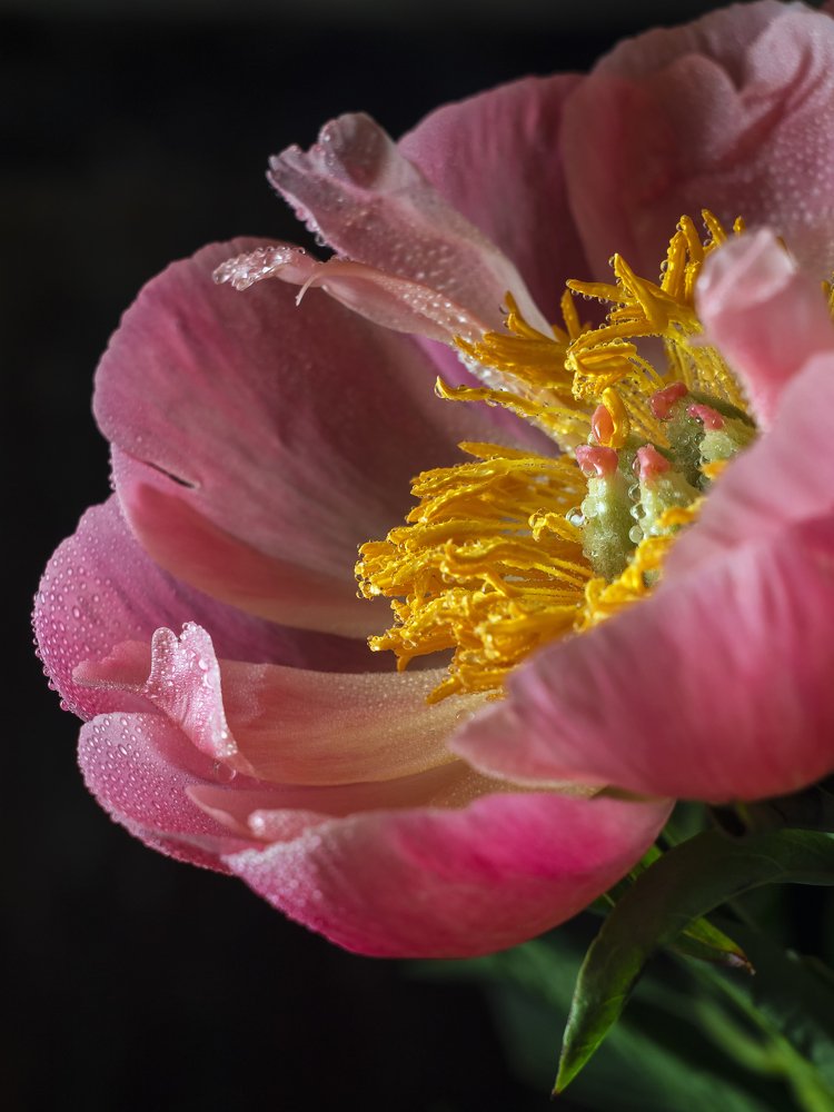 Photograph by Гульсинэ Шаина