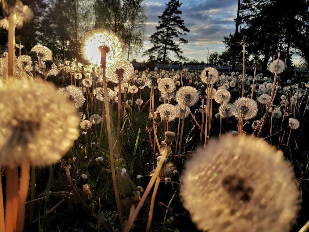 Фотография автора Ольга Никанович