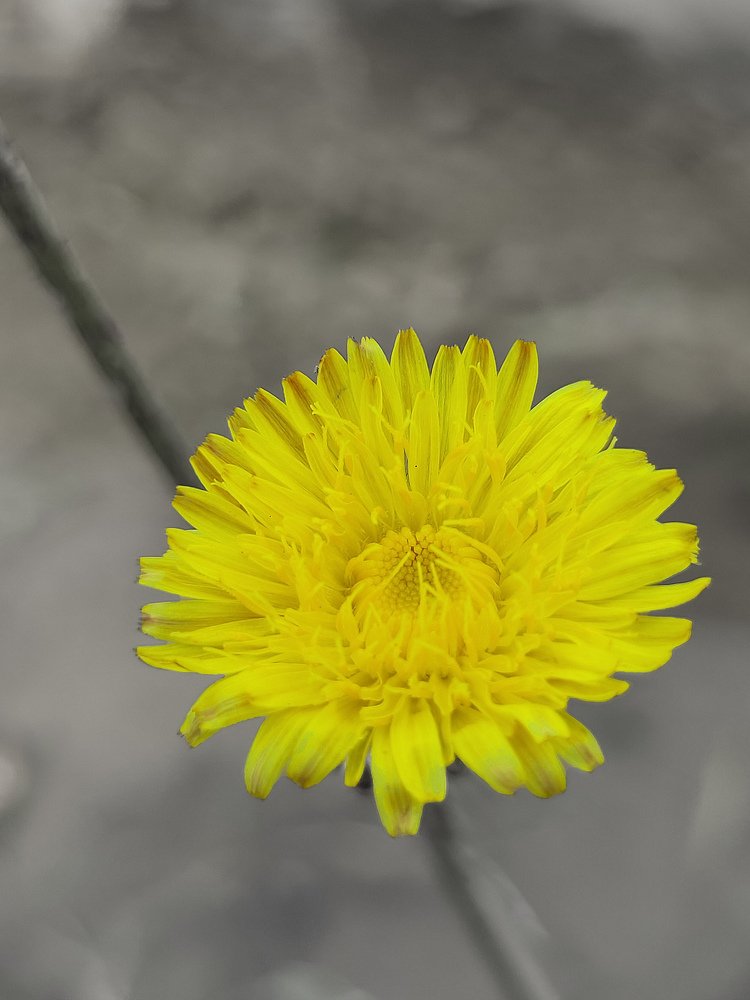 Photograph by Akrit Saini