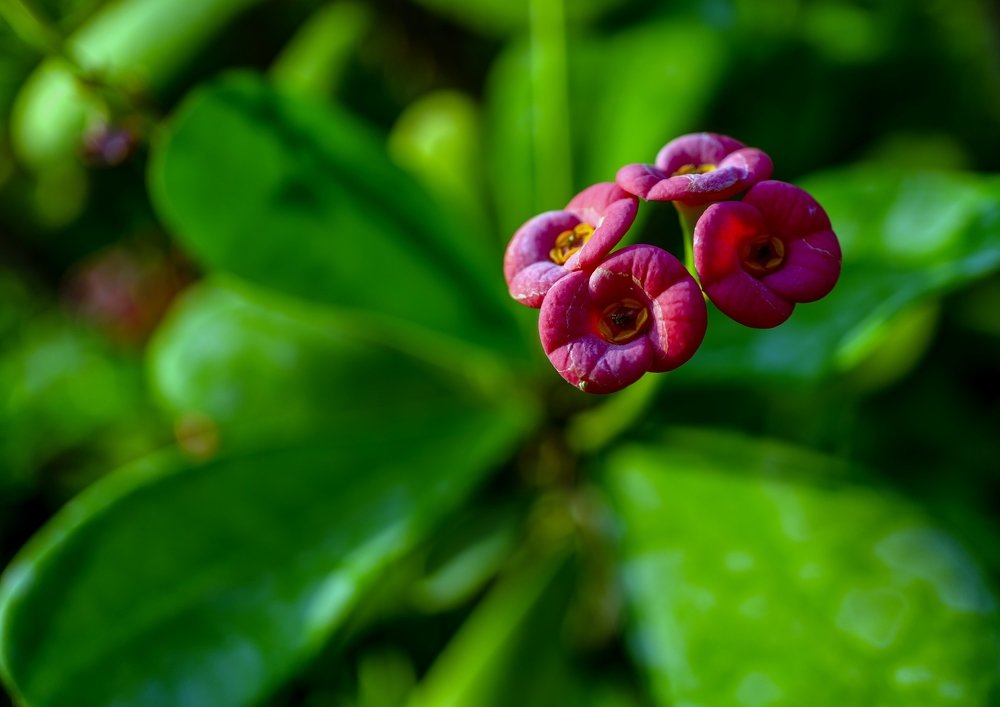 Photograph by Abbas Ally