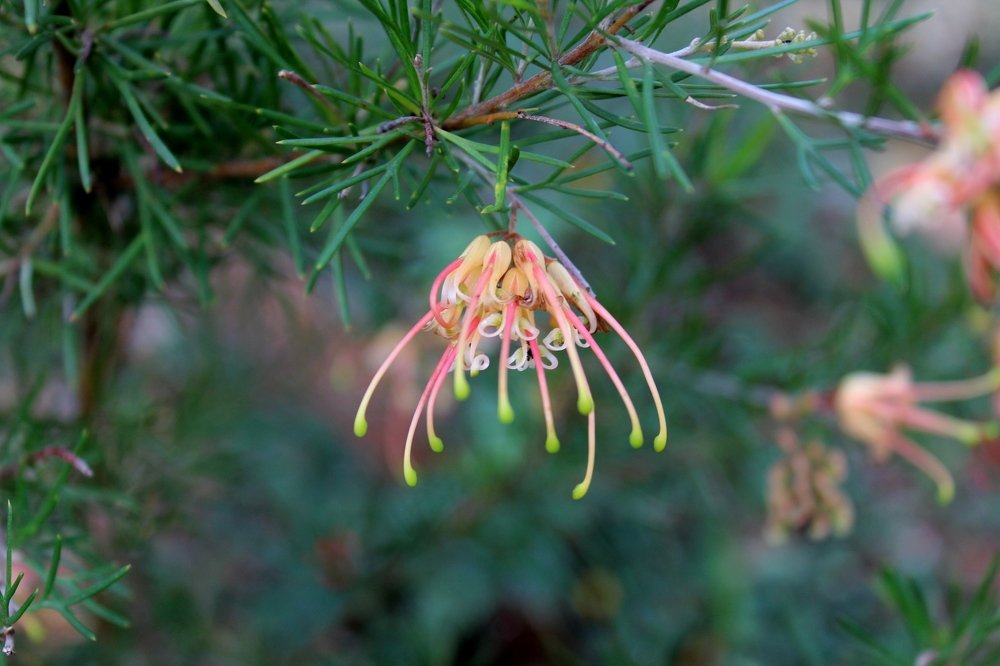Photograph by Oscar Toyofuku