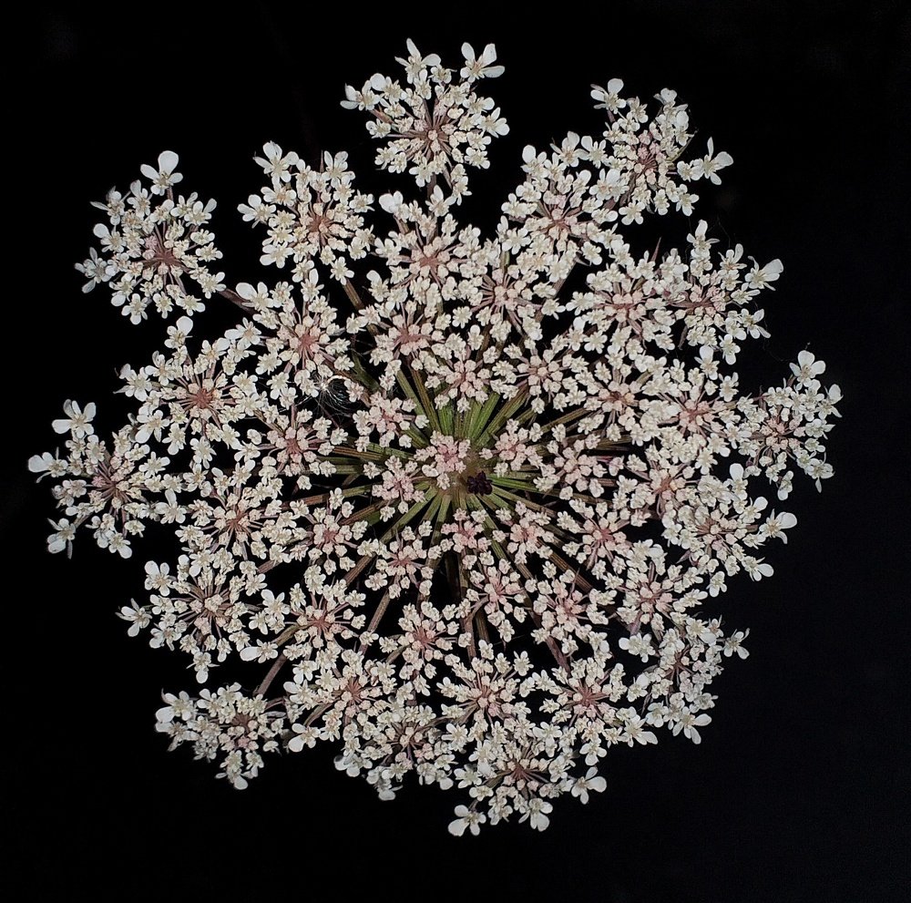 Stars on Land