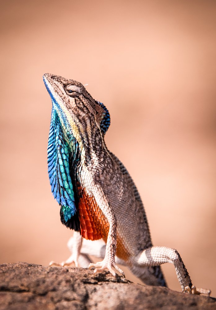 Photograph by Nutan Khedekar