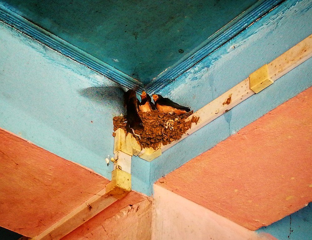 Photograph by Md Tohidur Rahman Muktadir