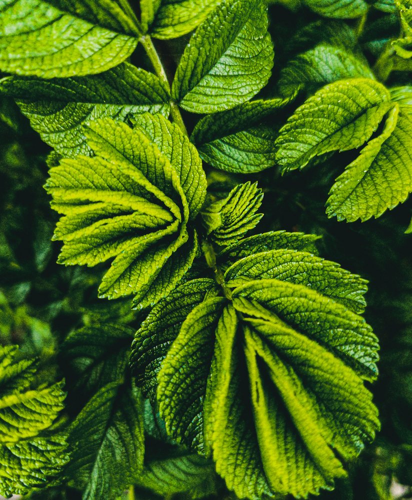 Photograph by Ilia Nikolenko