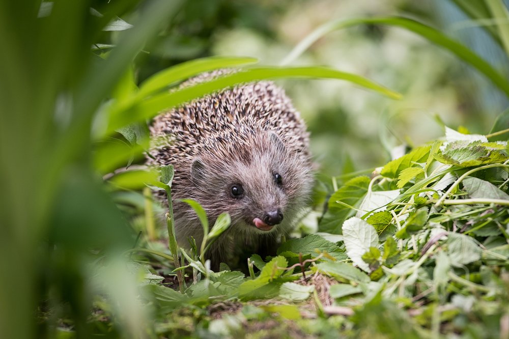 Photograph by Ирина Куриленко