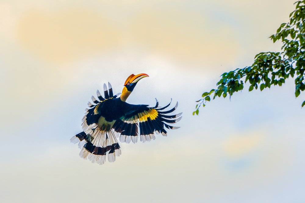 Great Hornbil