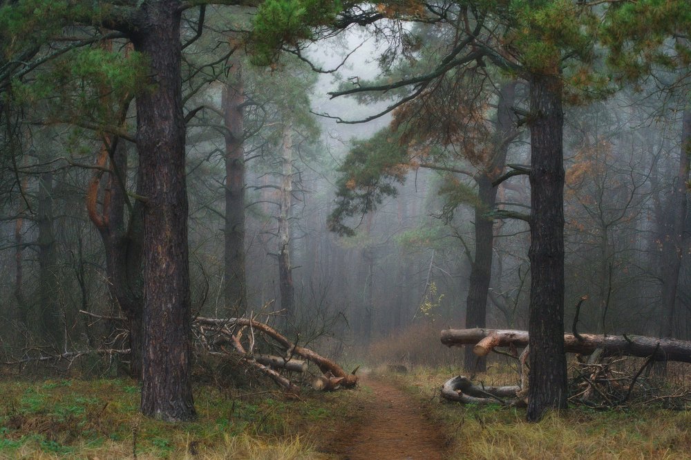 Photograph by Михаил Кудрявцев