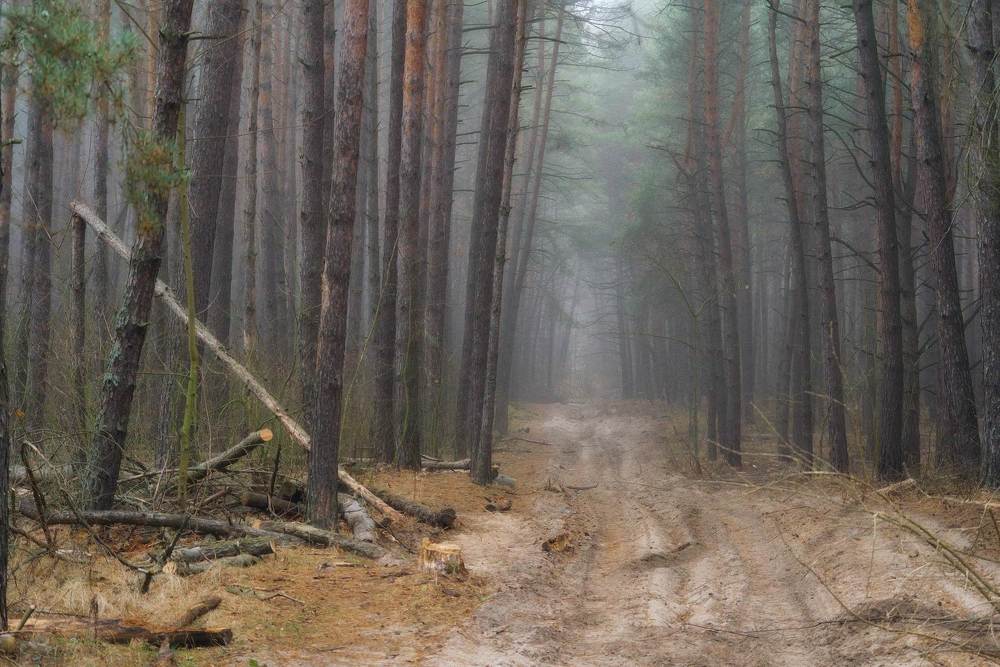 Photograph by Михаил Кудрявцев