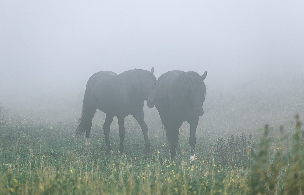 Photograph by Сергей Шабанов
