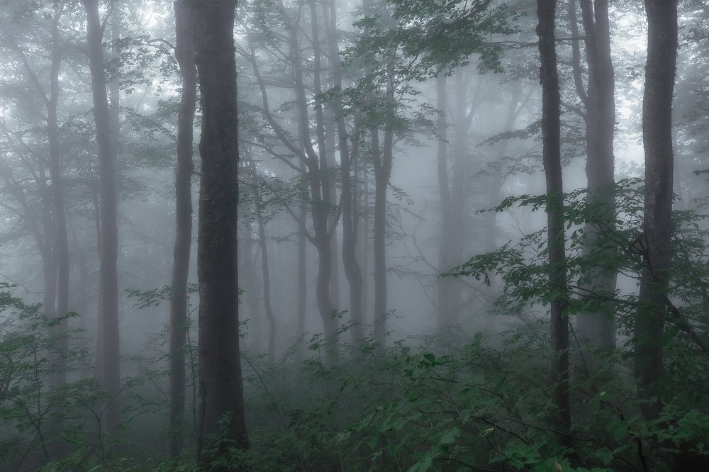 Photograph by Сергей Шабанов