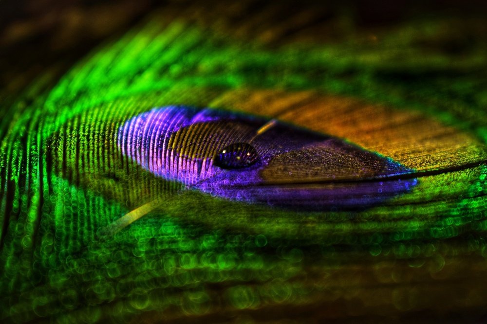 Vividness of Feather