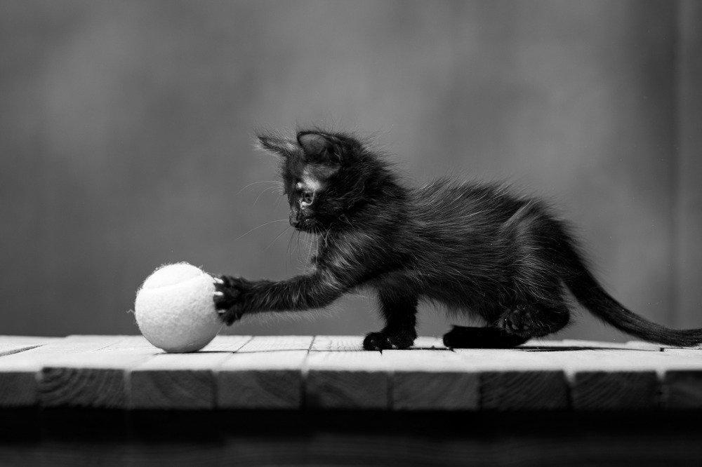 Котёнок играет в теннис